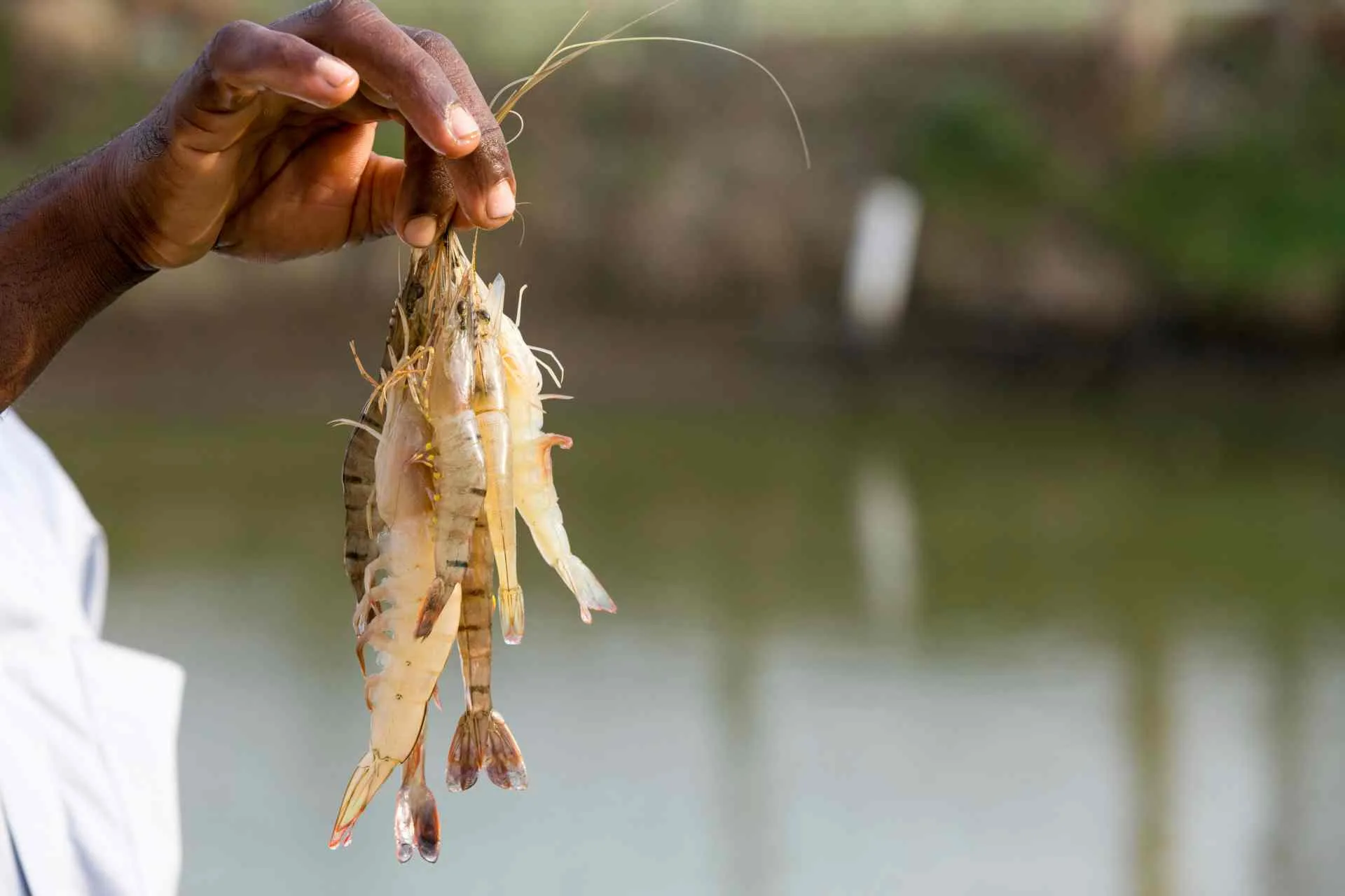 ১০০ কোটি টাকার চিংড়ি মাছ শিল্পের রহস্য